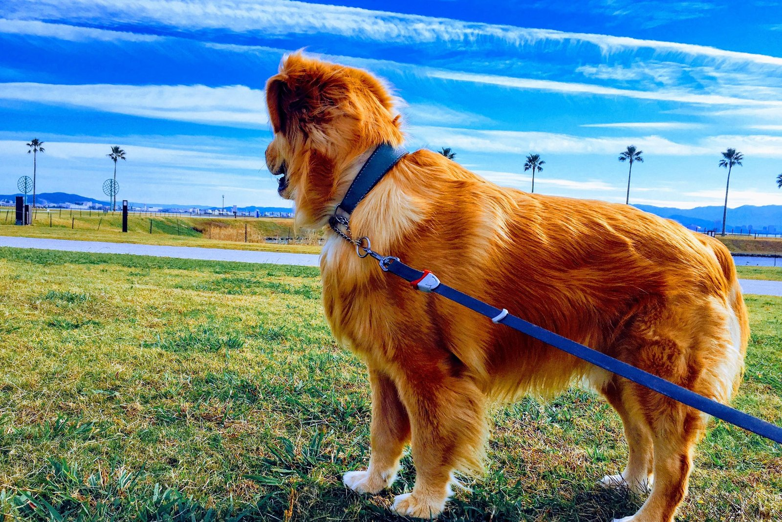 Safe and Durable Leashes for Every Walk